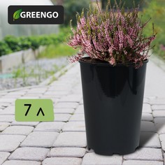Горшок для рассады, 7 л, d = 22 см, h = 26 см, черный, greengo
