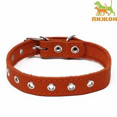 Ошейник кожаный однослойный, безразмерный, 56 х 2,5 см, ош 17-44 см, оранжевый Пижон
