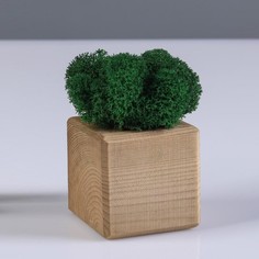 Кашпо композиция со мхом "Бриовуд", мох стабилизированный: Forest green (Зелёный лес) No Brand