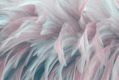 Фотообои Divino Decor F коллекцияF-052 Нежные перья 400х270-1Divino