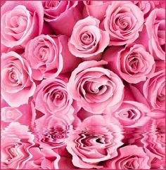 Фотообои бумажные Розовые розы 196*201 Vostorg