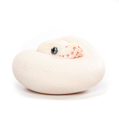 Коллекционная фигурка питона EXOPRIMA, белая