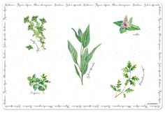 Салфетка под горячее Easy Life Herbarium 45 х 30 см