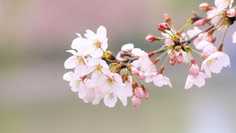 Картина на холсте LinxOne 60x110 Сакура, вишня, ветка, цветы