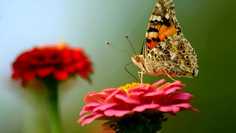 Картина на холсте LinxOne 60x110 Бабочка, мотылек, цветок, крылья