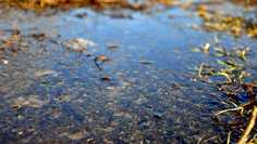 Картина на холсте LinxOne 60x110 Весна, вода, трава, земля