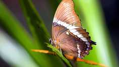 Картина на холсте LinxOne 60x110 Трава, бабочка, крылья