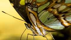 Картина на холсте LinxOne 60x110 Бабочка, цвета, желтый фон