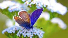 Картина на холсте LinxOne 60x110 Бабочка, синяя, голубая, цветок