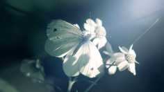 Картина на холсте LinxOne 60x110 Цветок, бабочка, свет