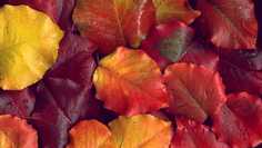 Картина на холсте LinxOne 60x110 Макро, листья, обои, фото