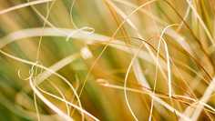 Картина на холсте LinxOne 60x110 Трава, травинки, фото, природа