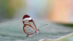 Картина на холсте LinxOne Бабочка, метелик, прозрачность 60x110