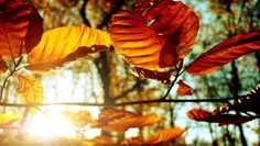 Картина на холсте LinxOne 60x110 Осенние обои, фото, листья