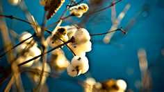 Картина на холсте LinxOne 60x110 Почки, весна, дерево, начало