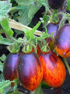 Семена Томат Бой с тенью (Dwarf shadow boxing), Бамбук Shop 10 семян