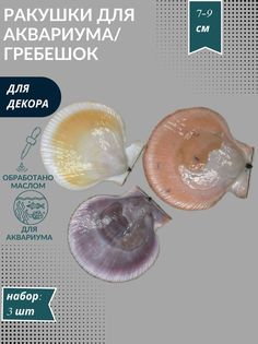Декорация для аквариума Ракушка Гребешок набор из 3 шт, 7-9 см No Brand
