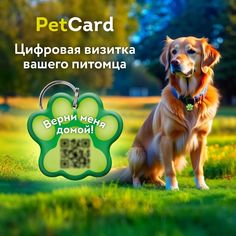Адресник для собак и кошек PetCard с QR кодом и NFC, PetCard, зелёный, 36х32 мм.