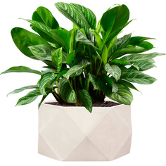 Цветочное кашпо Идеалист Геометри DBOWL30-AW 11 л слоновая кость 1 шт.