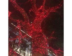 Гирлянды на дерево Клип Лайт BEAUTY LED Quality Light 60 м, 600 красных LED, IP44 Laitcom