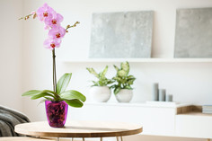 Кашпо орхидея D150 мм, фиолетовый, М 3149 Idea
