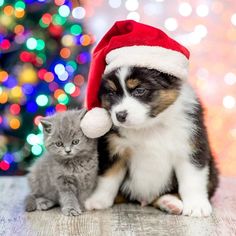 Рыжий кот "Новогодний щенок и котенок", 30х40 см