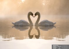 Фотообои Симфония Верность К-022