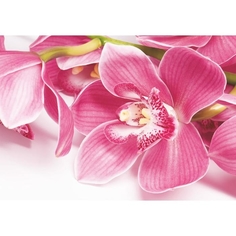 Фотообои "Орхидея" (4 листа) 200*140 см No Brand