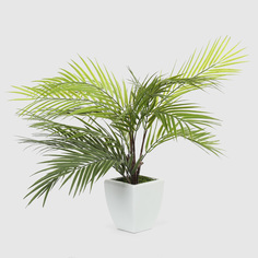 Куст пальмовый в белом кашпо Конэко-О 1013810159 60 см