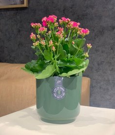 Горшок для цветов ArAs Flowers Дельта Нефрит 1,5 л 1 шт.