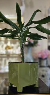 Стильный горшок для цветов ArAs Flowers Нард 2,1, 10шт.
