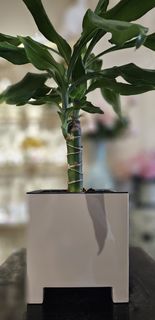 Стильный горшок для цветов ArAs Flowers Нард 2.1 Фраппе, 1 шт.