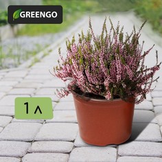 Горшок для рассады, 1 л, d = 13 см, h = 10,5 см, терракот, Greengo (20 шт.)