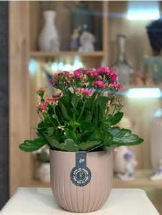Горшок для цветов ArAs Flowers Альфа Фраппе, 1,4 л., 1 шт.