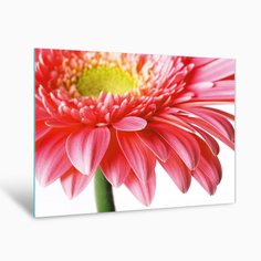 Картина на стекле Postermarket Гербера AG 40-06 40х50 см