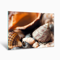 Картина на стекле Postermarket Морские ракушки AG 40-22 40х50 см