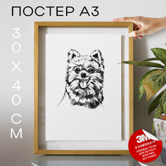Постер с надписью, Собаки - Pomeranian Dog А3 DSPpp02945 30х40, рамка А3 No Brand