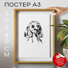 Постер Собаки - Poodle Dog А3 DSPpp02955 30х40, рамка А3 No Brand