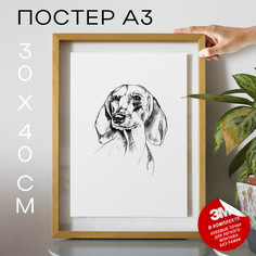 Постер интерьерный, Собаки - Dachshund Dog А3 DSPpp02985 30х40, рамка А3 No Brand