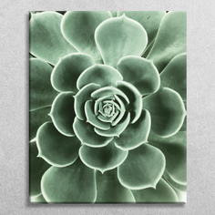 Картина на холсте Postermarket Суккулент, 40х50 см