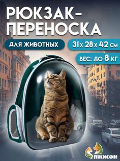Рюкзак для переноски животных Пижон прозрачный, 31х28х42 см, сине-зелёный