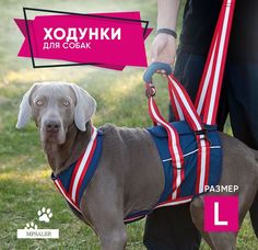 Ходунки для собак MPSALER, размер L, синий, нейлон