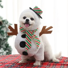 Костюм для животных No Brand