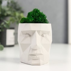 Стабилизированный мох в кашпо из бетона No Brand