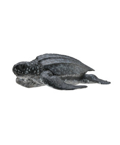 Фигурка животного Кожистая черепаха Collecta