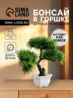 Бонсай в горшке No Brand