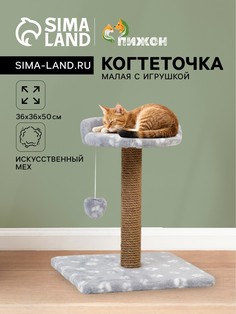 Когтеточка малая Пижон