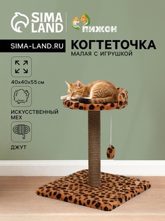 Когтеточка малая Пижон